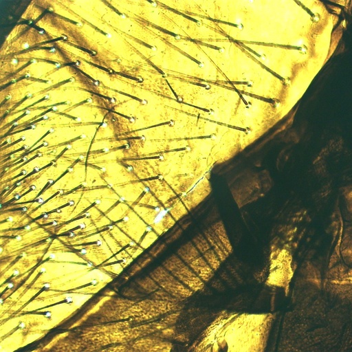 [PR-146] Proboscide (tubo de succión) de mosca