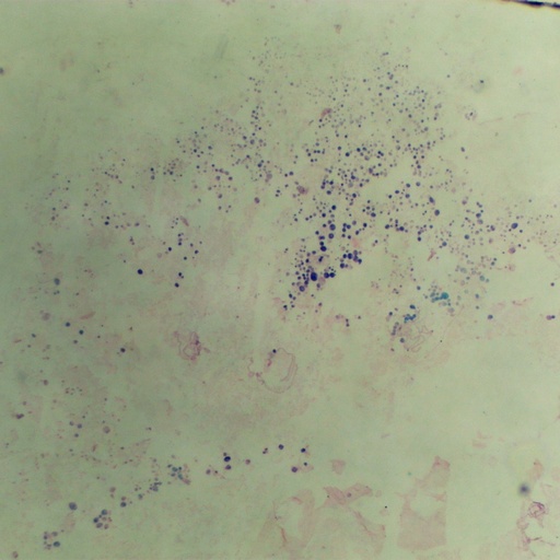 [PR-148] Preparación microscópica de glándula salival de mosca de fruta