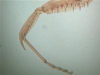 [PR-203] Preparación microscópica de pata de mantis