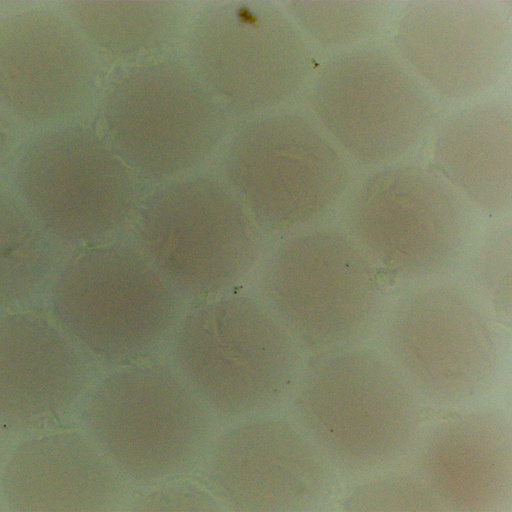 [PR-208] Preparación microscópica de ojo compuesto de libelula