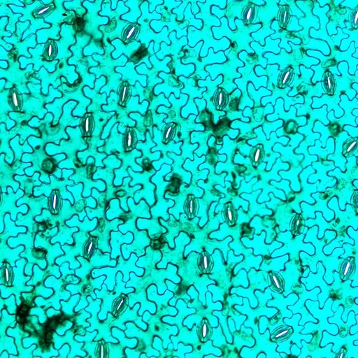 [PR-009] Vicia faba (hába)