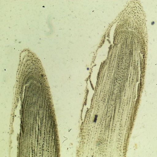 [PR-018] Preparación microscópica de mitosis de células de planta