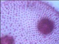 [PR-068] Preparación microscópica de volvox (algas microscópicas)