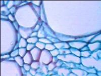 [PR-106] Preparación microscópica de raíz de cucurbita (calabaza)