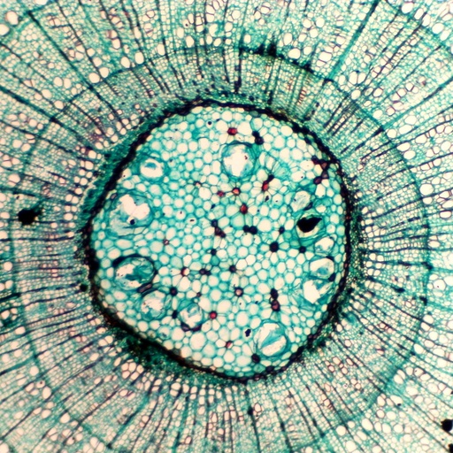 [PR-114] Preparación microscópica de tallo maduro de tilio (tipo de árbol)