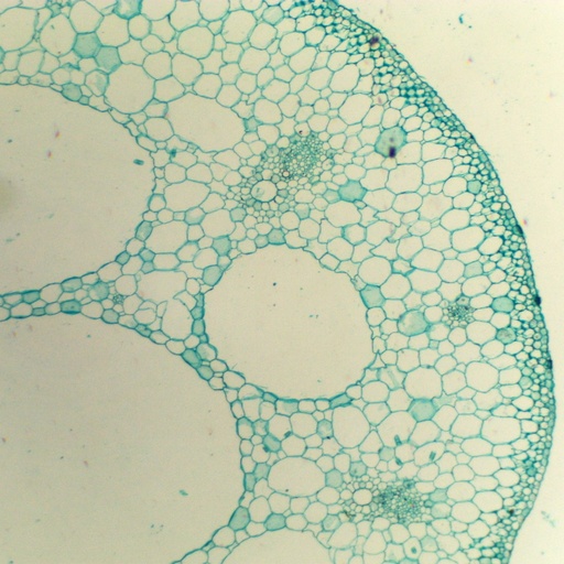 [PR-120] Preparación microscópica de tallo sumergido de flor acuática (nymphaea)