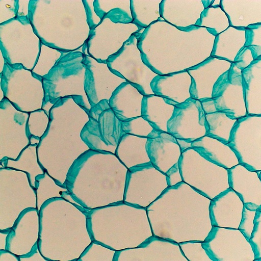 [PR-176] Preparación microscópica de tallo de girasol