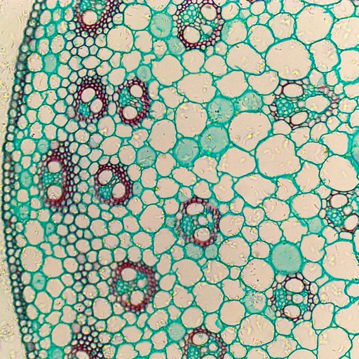 [PR-183] Preparación microscópica de tallo de monocotiledonea