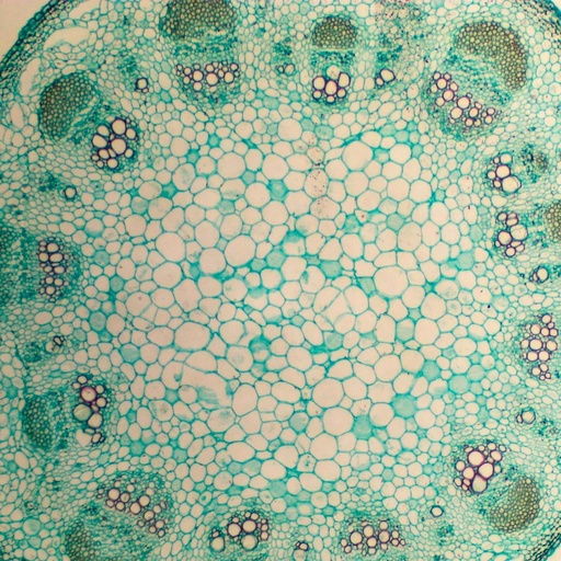 [PR-184] Tallo de dicotiledónea