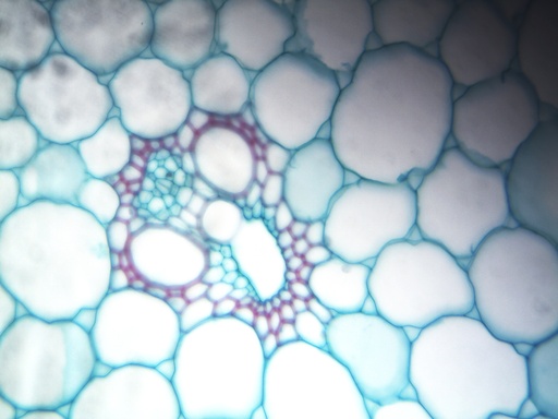 [PR-006] Preparación microscópica de tallo de monocotiledonea