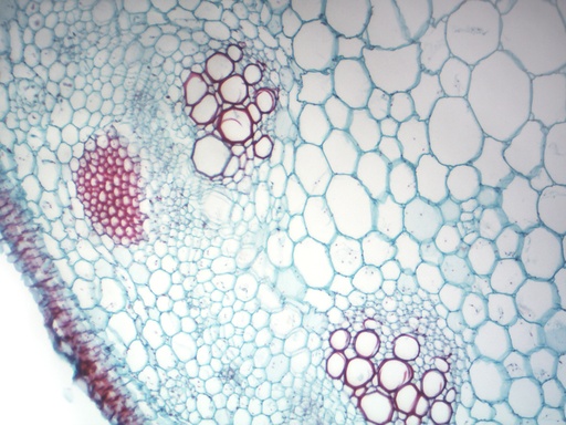 [PR-007] Preparación microscópica de tallo de monocotiledonea