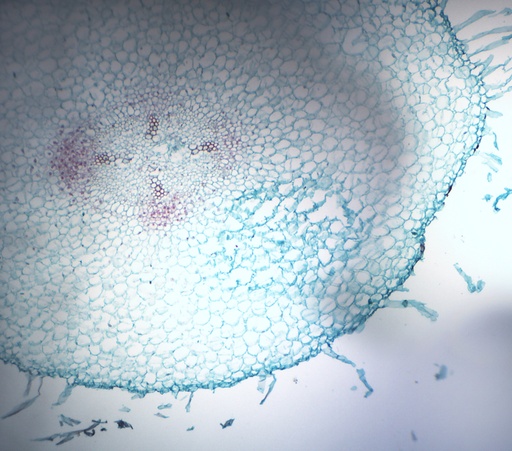 [PR-002] Raíz joven