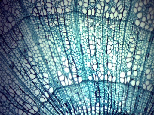 [PR-008] Preparación microscópica de tallo de dicotiledónea