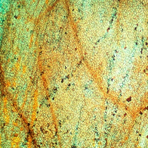 [PR-042] Preparación microscópica de epitelio de rana