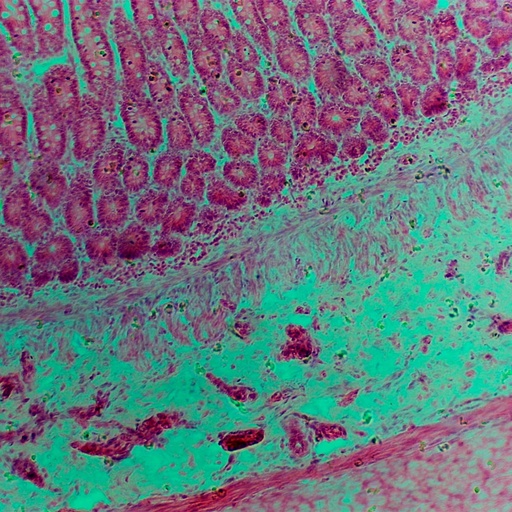 [PR-A24] Preparación microscópica de intestino delgado (yeyuno) de perro