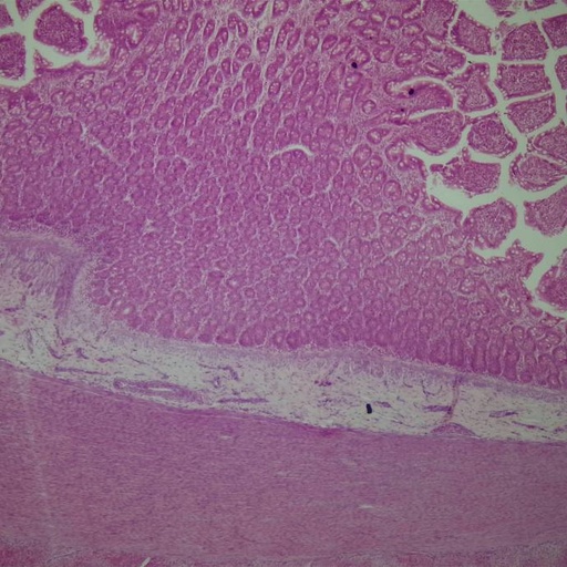 [PR-A25] Preparación microscópica de intestino delgado (íleon) de perro