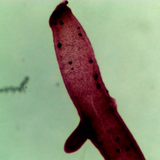 [PR-M02] Preparación microscópica de hydra muestra cuerpo, boca y tentáculo