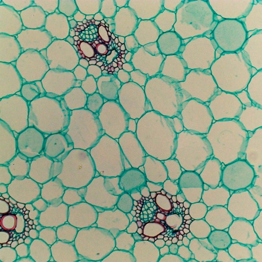 [PR-M19] Preparación microscópica de tallo de maiz (monocotiledonia típica)