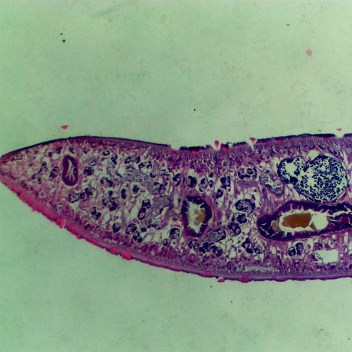 [PR-M40] Preparación microscópica de sanguijuela de páncreas con órganos internos resaltados