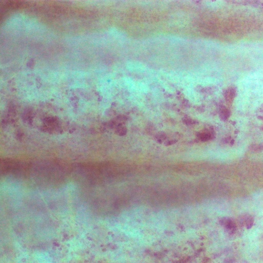 [PR-M41] Gusano plano