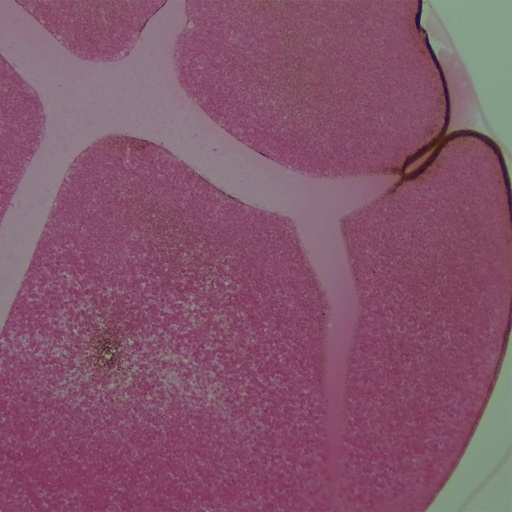 [PR-M73] Preparación microscópica de gastrula