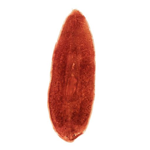 [PR-078] Preparación microscópica de sistema digestivo de planaria