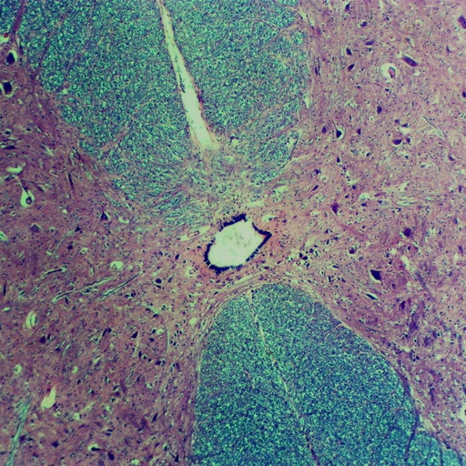 [PR-207] Preparación microscópica de médula espinal de conejo