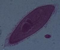 [PR-015] Preparación microscópica de paramecio