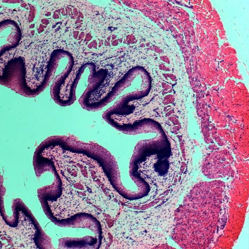 [PR-043] Preparación microscópica de epitelio escamoso estratificado