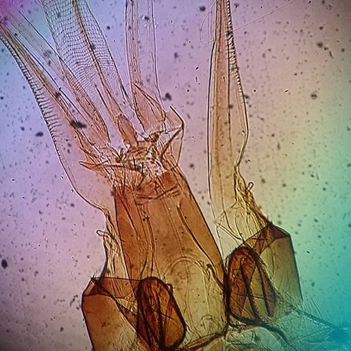 [PR-090] Preparación microscópica de partes de la boca abeja