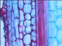 [PR-005] Cucurbita (tipo de calabaza)