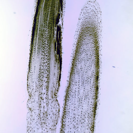 [PR-012] Preparación microscópica de chlamydomonas (tipo de alga verde)