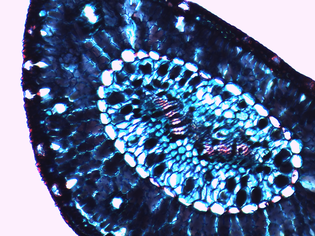 Preparación microscópica de hoja de pino | Zeigen