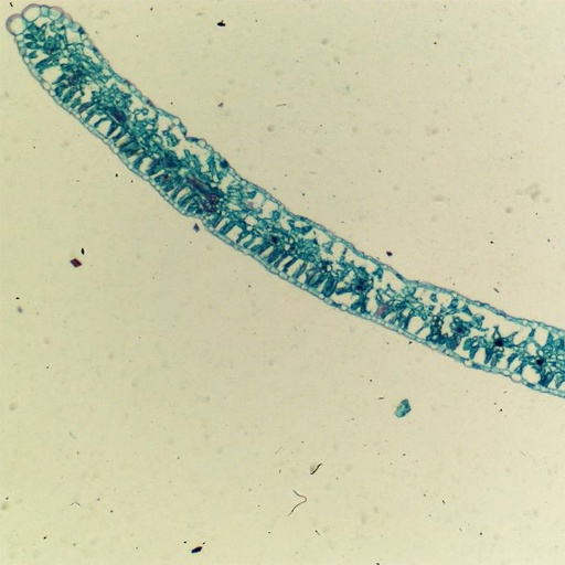 [PR-032] Preparación microscópica de hoja de dicotiledónia
