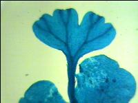 [PR-036] Hélecho en etapa de emisión de esporas