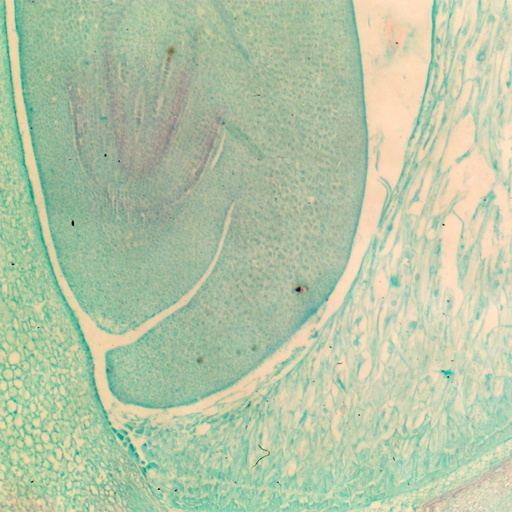 [PR-071] Grano de maíz