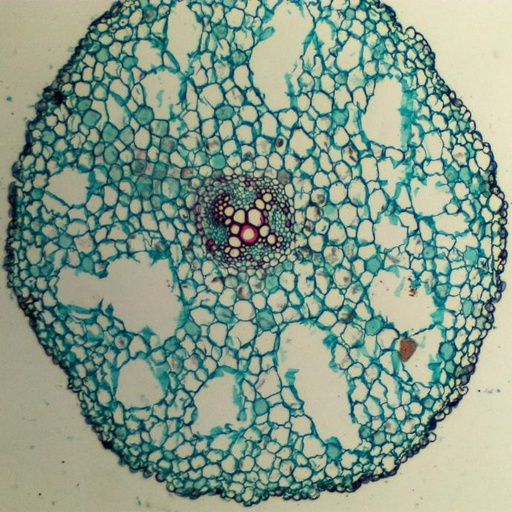 [PR-109] Preparación microscópica de maíz de ranunculus (tipo de flor)