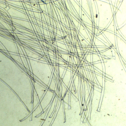 [PR-Q06] Preparación microscópica de nylon