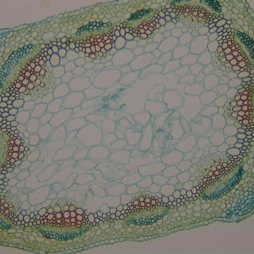 [PR-Q13] Preparación microscópica de tallo de alfalfa