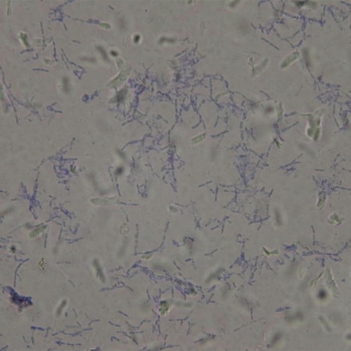 [PR-Q16] Bacillus subtilis bacteria gram +