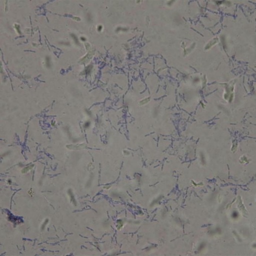 [PR-Q16] Preparación microscópica de bacillus subtilis bacteria gram +