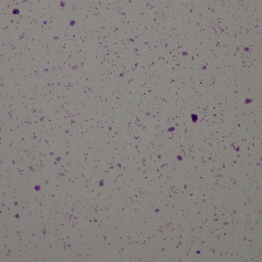 [PR-Q20] Preparación microscópica de staphylococcus aureus