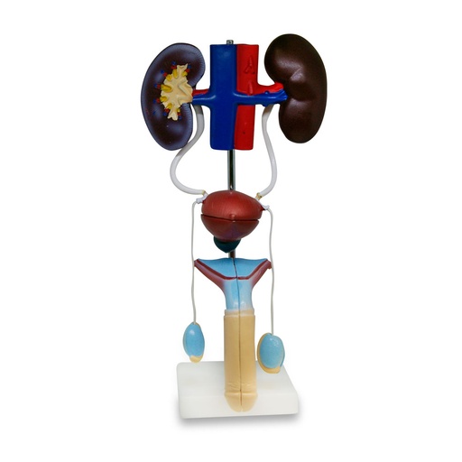 [URO-MASC-PREMIUM] Aparato urinario masculino autoestable