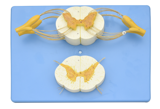 [MEDULA-ESP] Modelo anatomico de la medula espinal