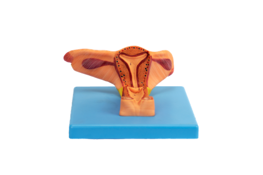 [MATRIZ] Modelo de la matriz