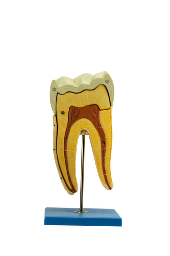 [MUELA] Modelo dental de molar inferior