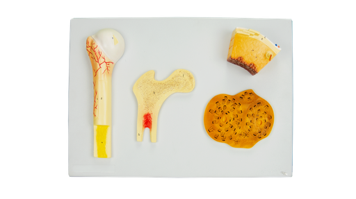 [TEJ-OSEO] Modelo de tejido óseo