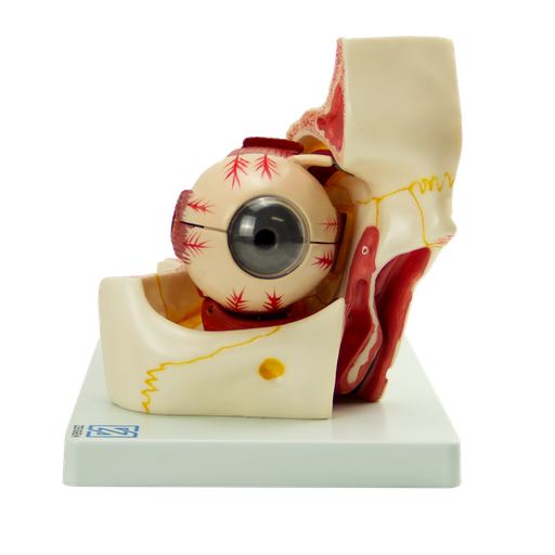 [OJO-GLOBO] Globo ocular