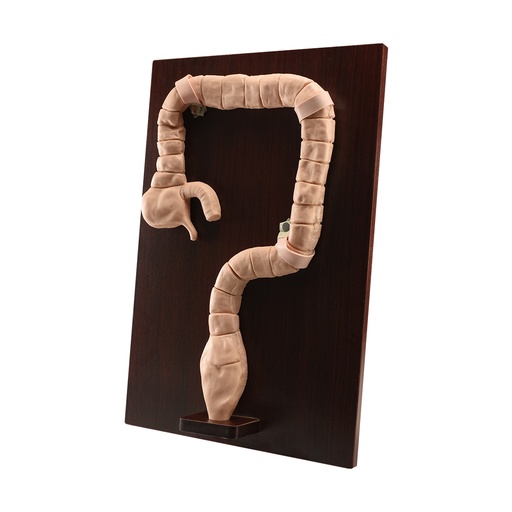 [COLONOSCOPIA] Modelo de sigmoidoscopia