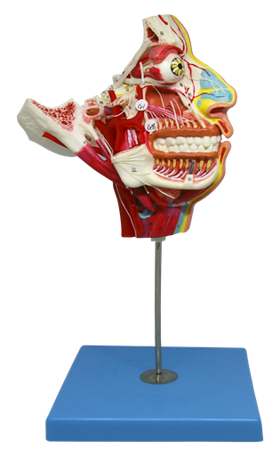 [CARA-NER] Cara con nervios, musculos y vasos sanguineos